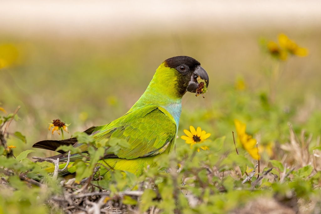Nanday Parakeet taken in Florida