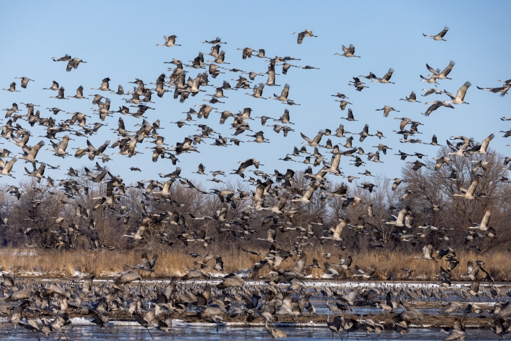 Sandhill Crane flock migrates over the Platte River, Nebraska.