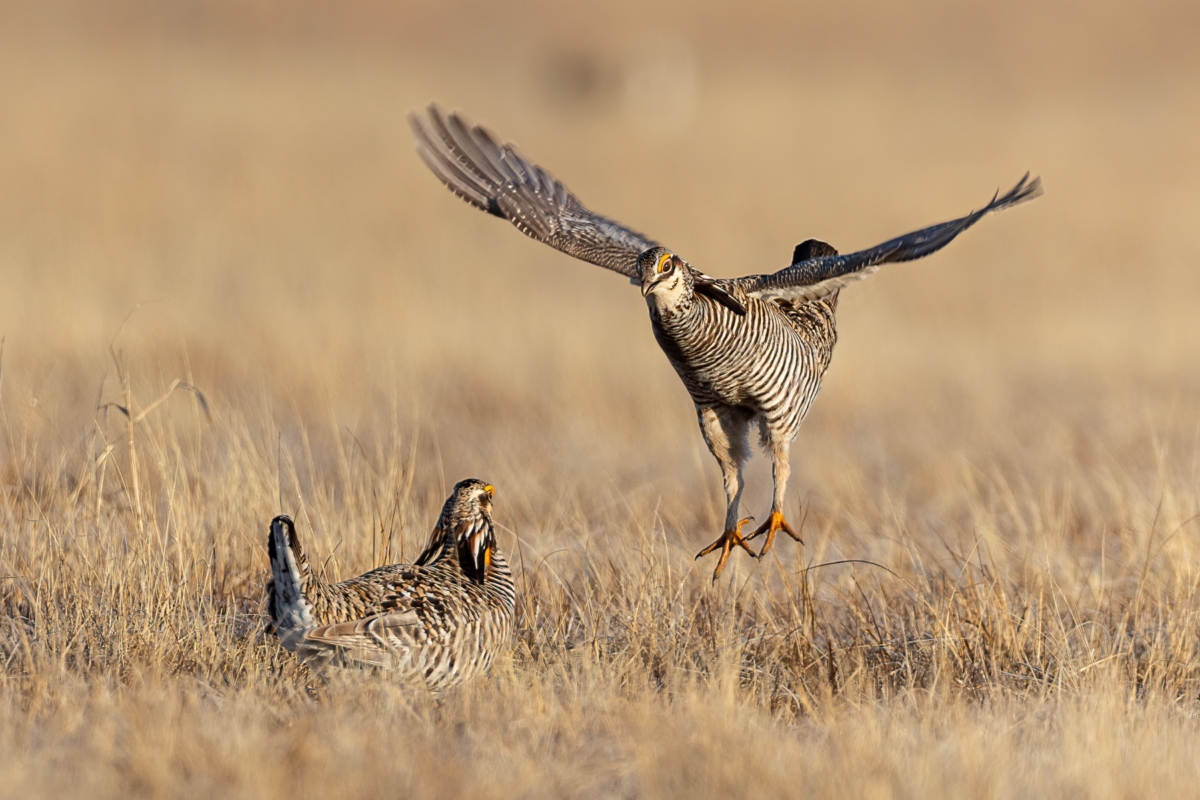 Greater Prairie Chicken males sparring on lek, taken in northern MN