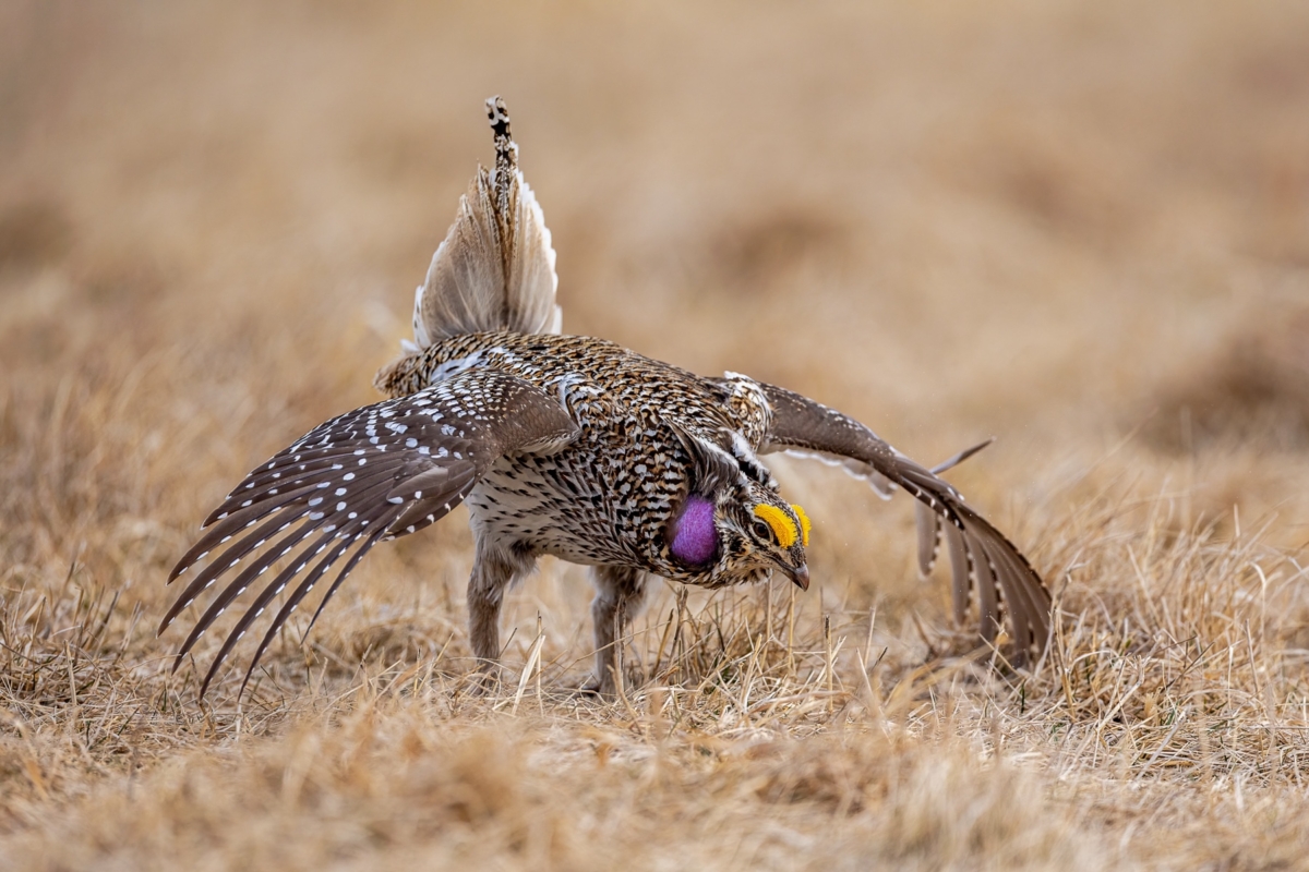Sharp-tailed Grouse male displaying takekn in central Minnesota