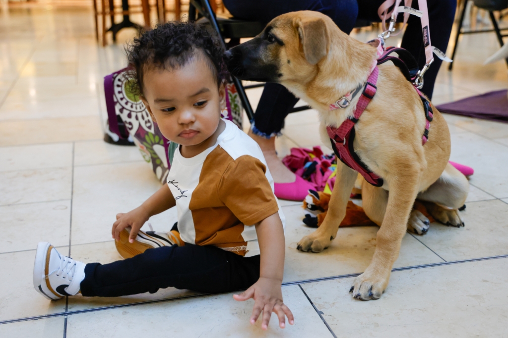 Photo gallery: Warrior Dog Rescue event at mall