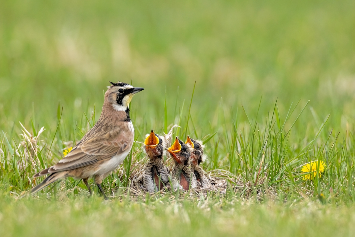 Horned Lark adult male at nest with young taken in southern MN