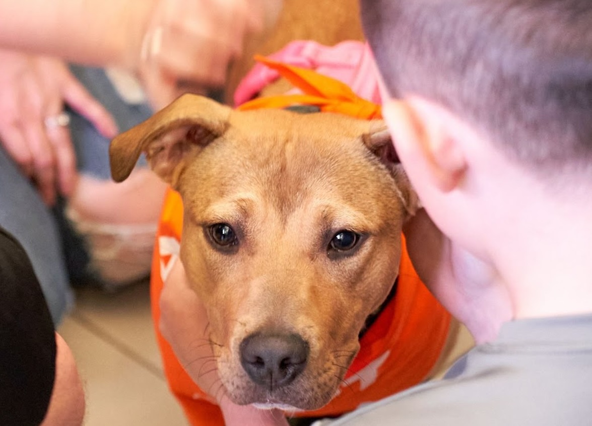 From stray to stay: Stories of adoption at Eden Prairie PetSmart