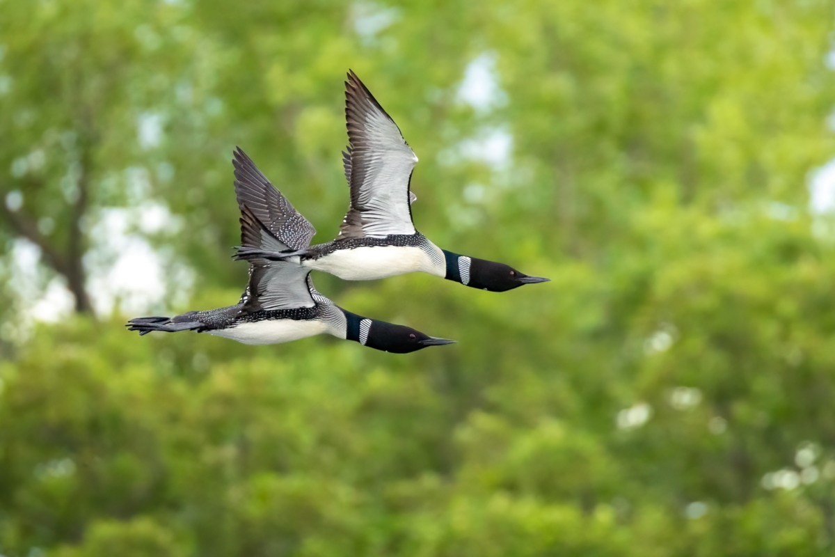 Common Loon adult in flight gliding taken in central MN