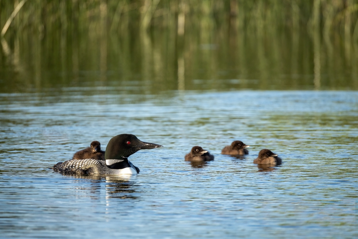 Common Loon adults with four chicks taken in central MN