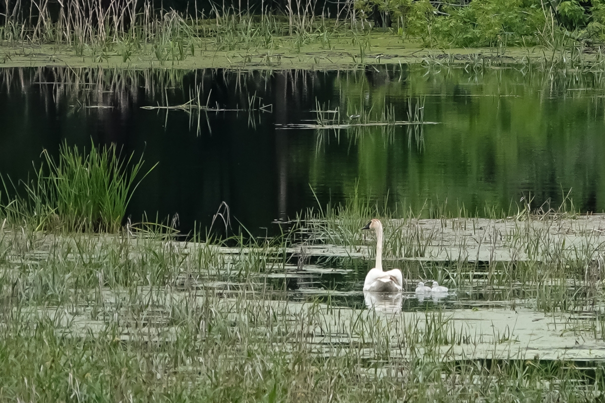 Swan with new hatched cygnets.