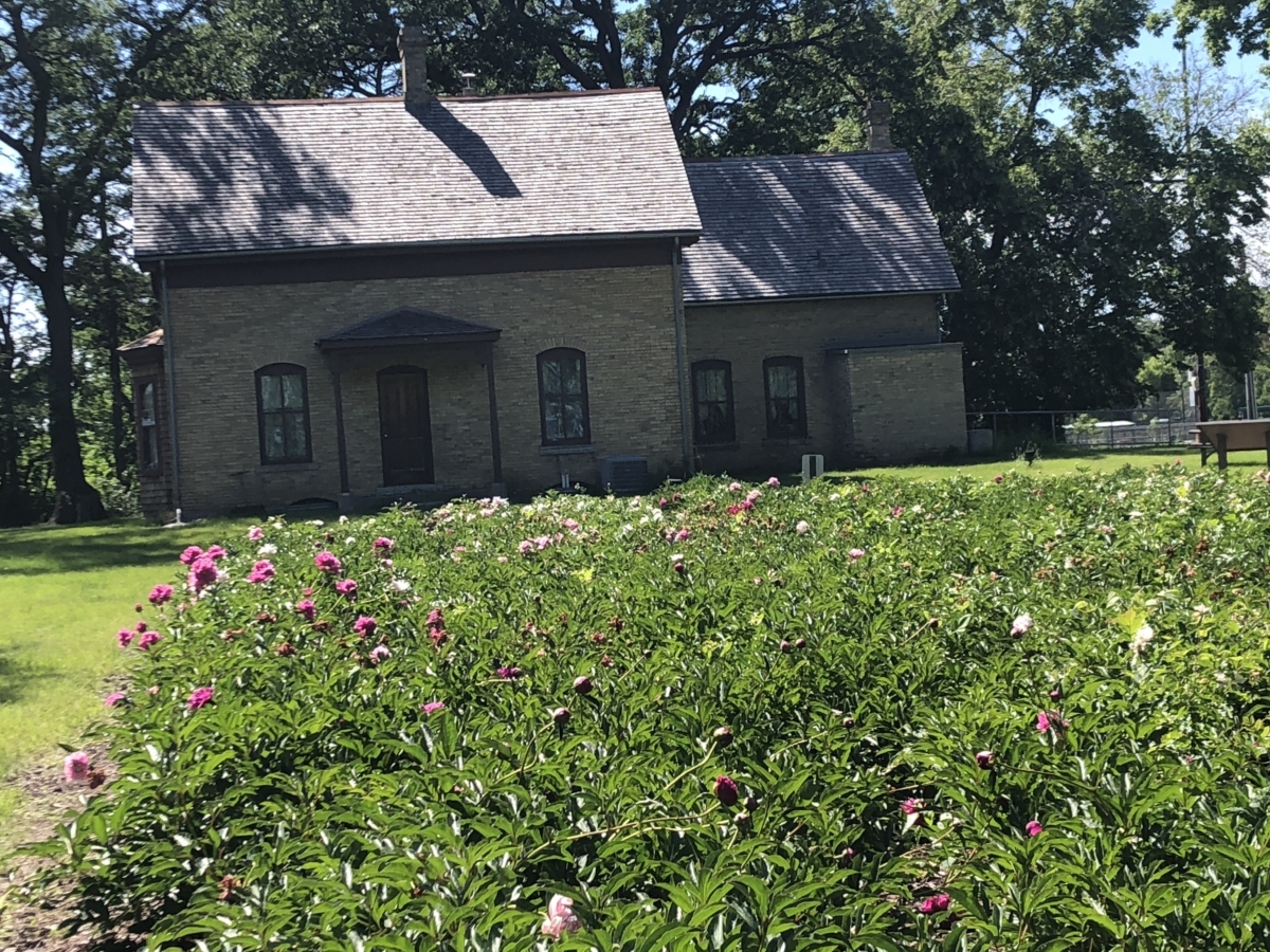 The century-old peony garden on the east side of Eden Prairie's historic Cummins-Phipps-Grill House is currently in bloom. Photos by Joanna Werch Takes
