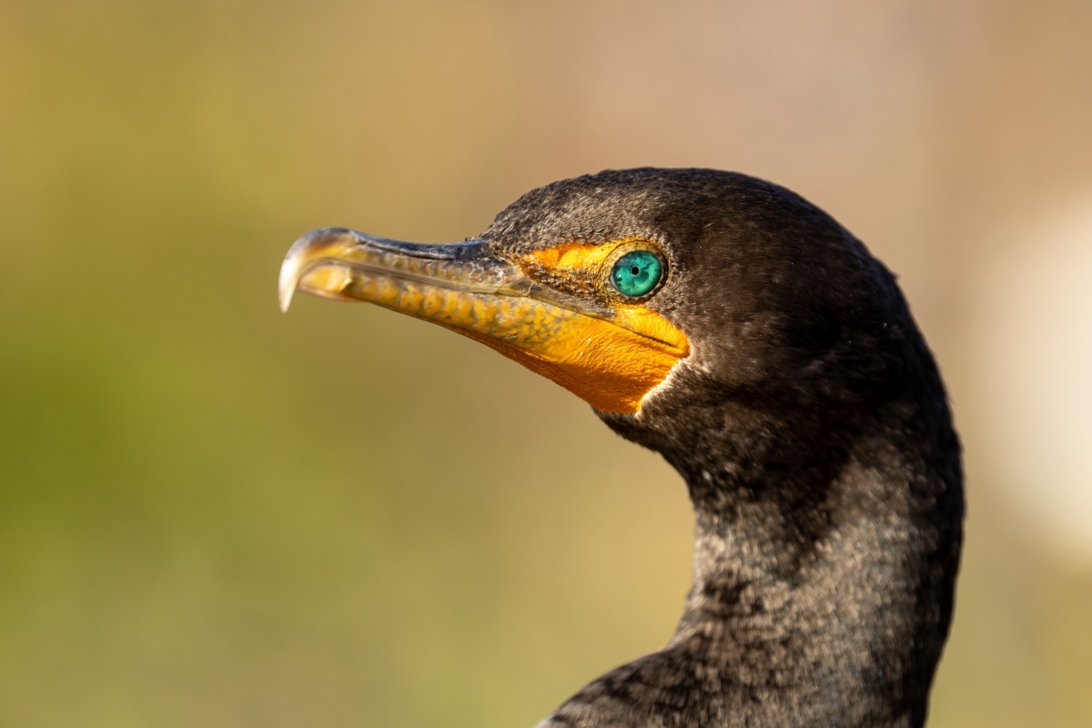 Double-crested Cormorant taken in SE Florida