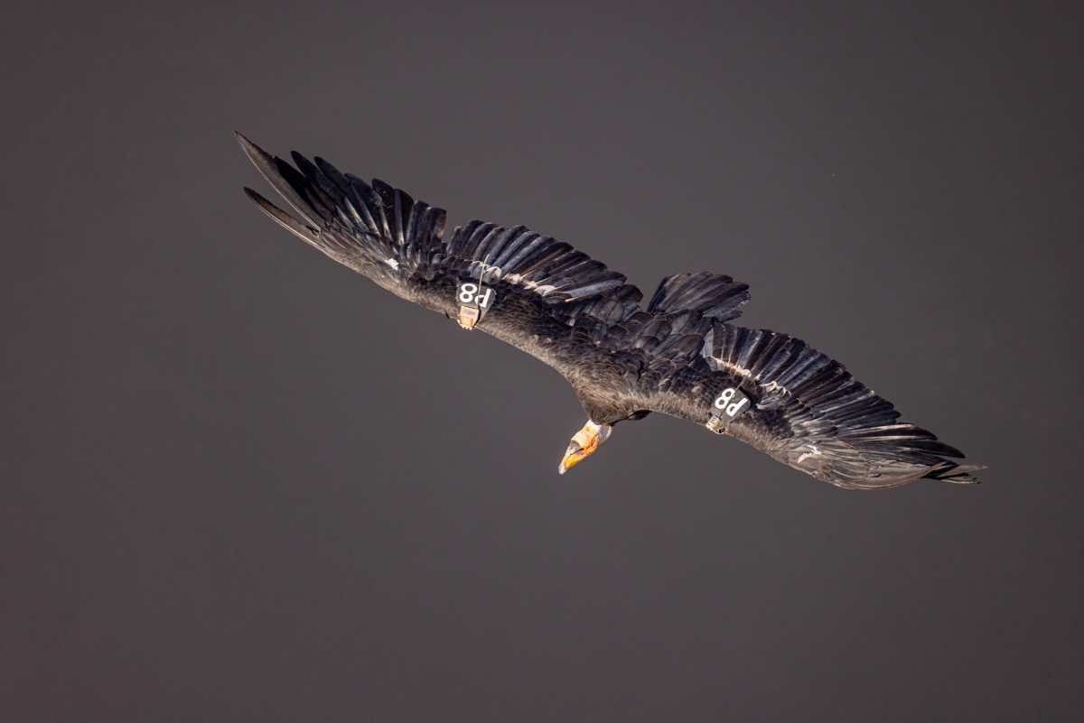 California Condor in flight taken at Navajo Birds Arizona