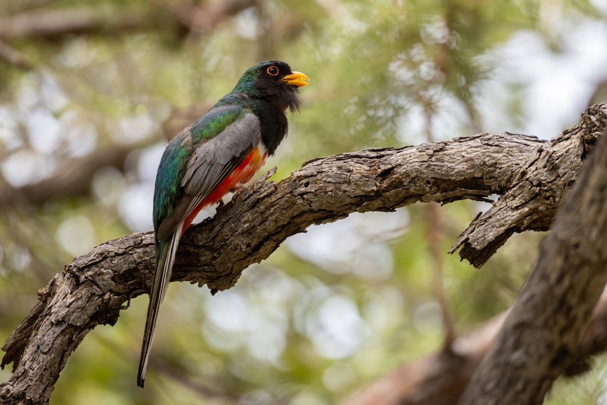 Elegant Trogon taken in SE Arizona