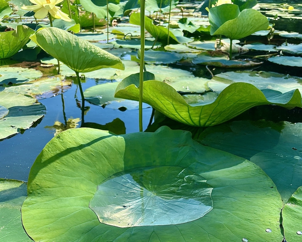Lakeshore homeowners play key role in lake health