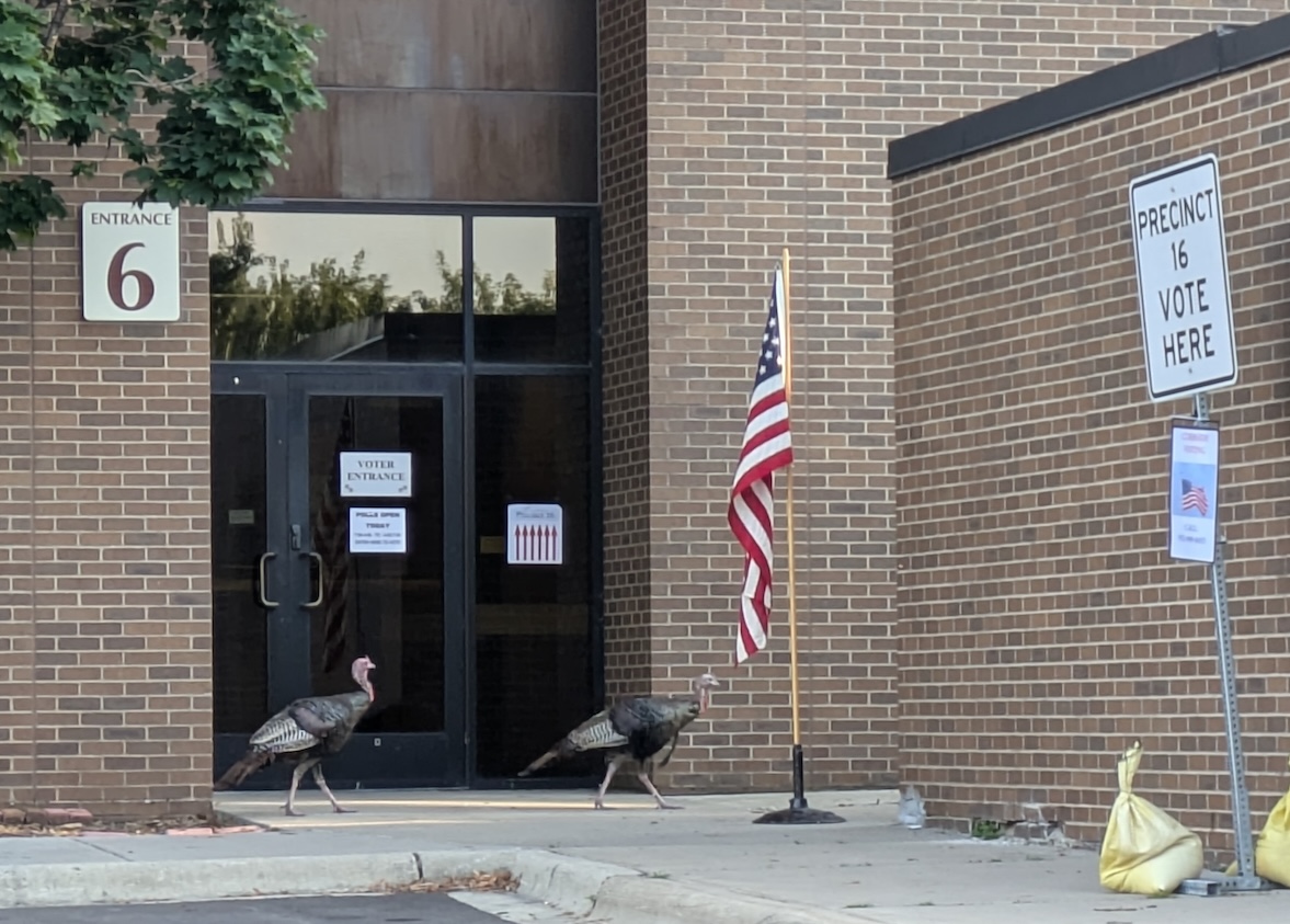Turkeys visit Eden Prairie polling site as primary turnout lags