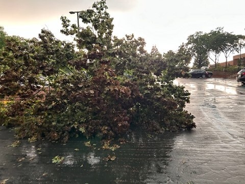 Tree damage from the Aug. 26 storm, in a photo the City of Eden Prairie provided with its storm cleanup update on Wednesday.