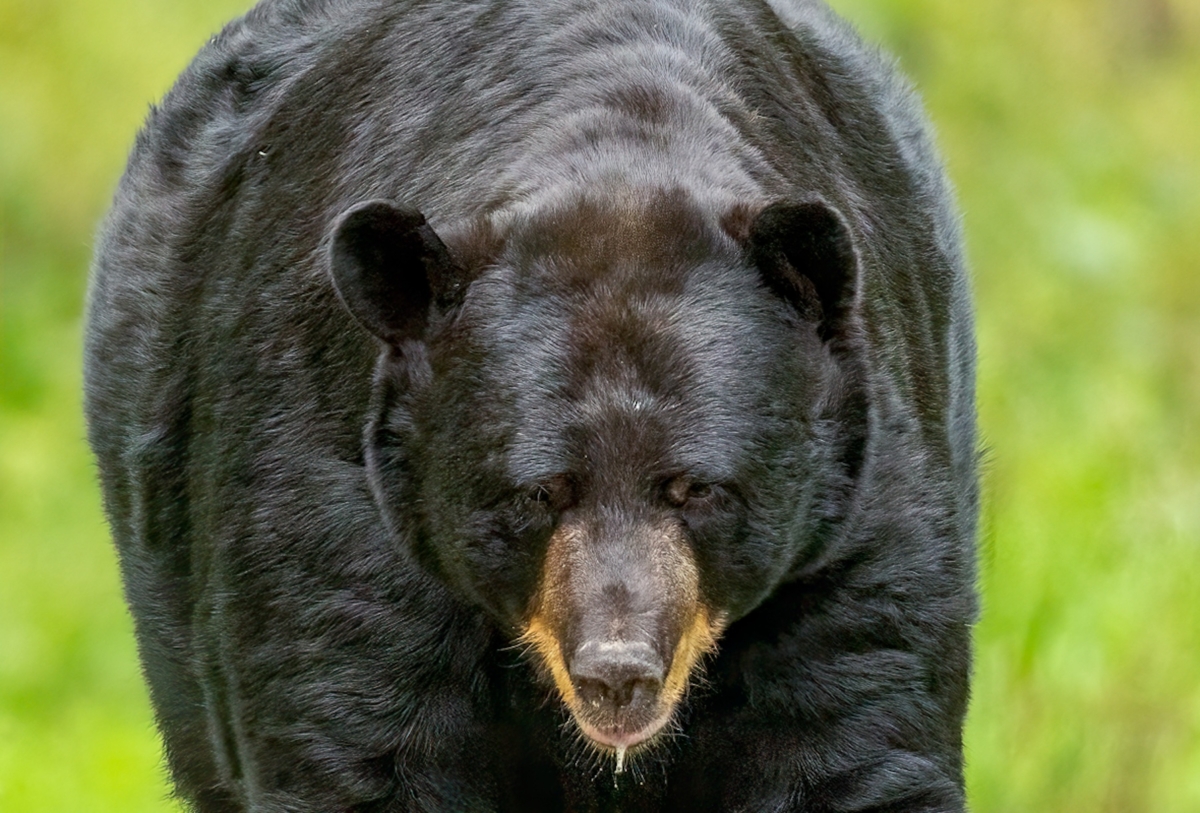 American Black Bear taken in northern MN in the wild