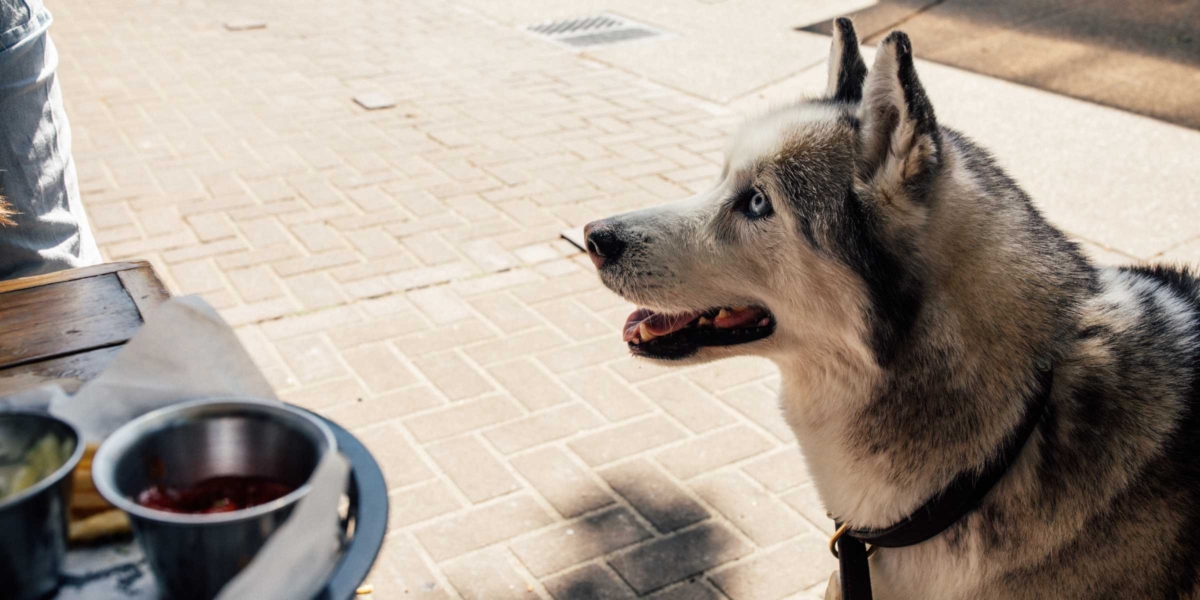 Eden Prairie food and beverage businesses can now apply for a city permit allowing dogs on their outdoor patios. Stock photo