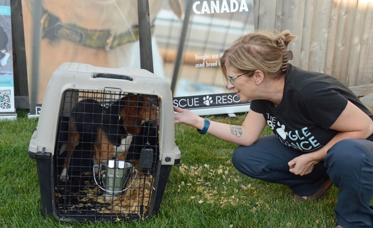 Kathy Meyer of Eden Prairie and a Beagle Alliance volunteer, visited with a rescued beagle before releasing him from his cage.