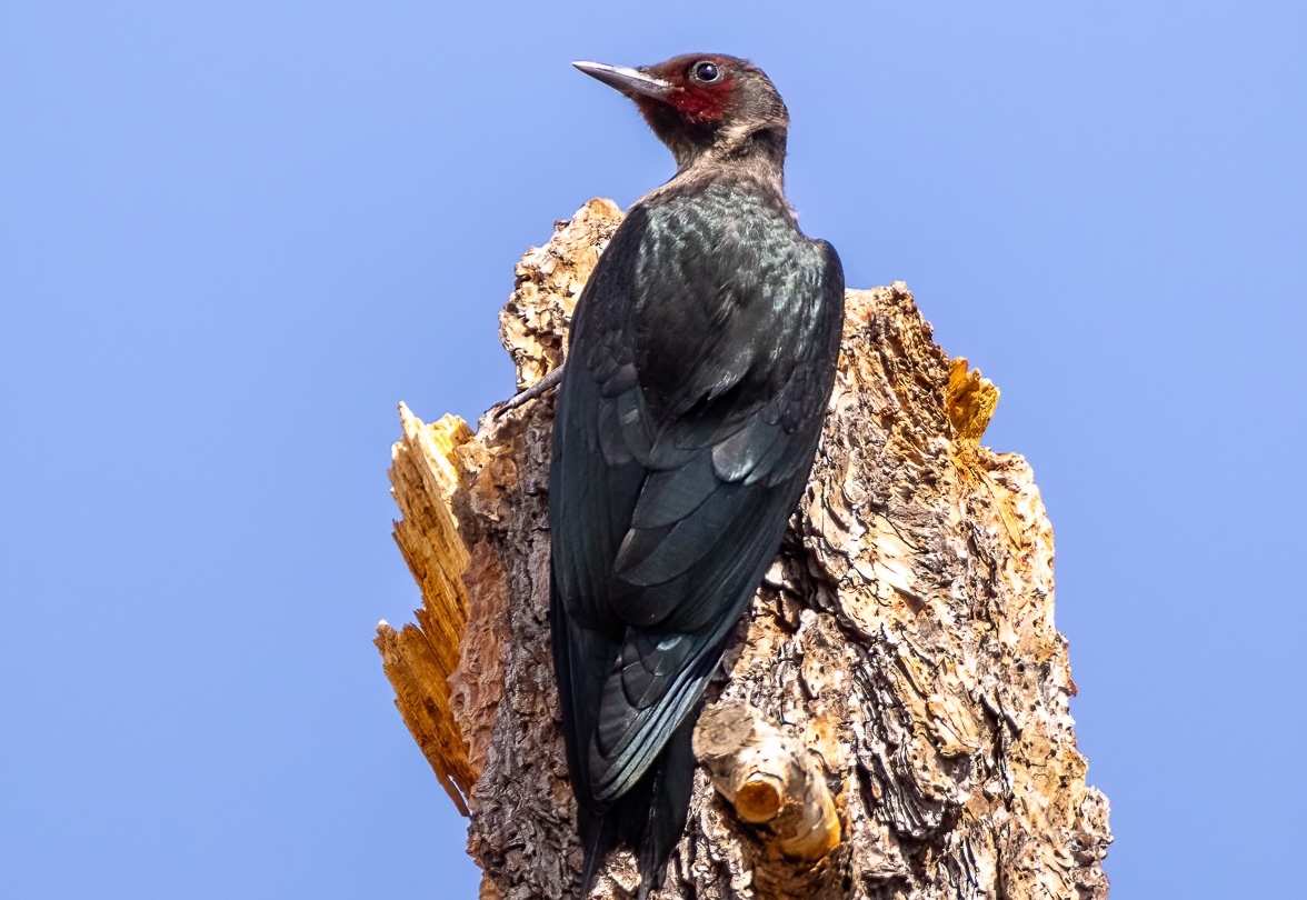 Lewis's Woodpecker taken in northern Arizona
