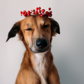 Pet Mondays – Photos with Santa