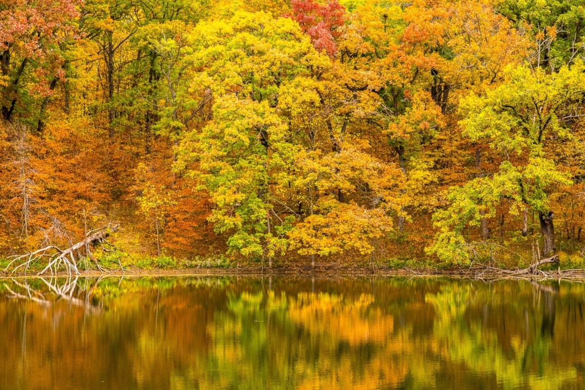 Pond in autumn color