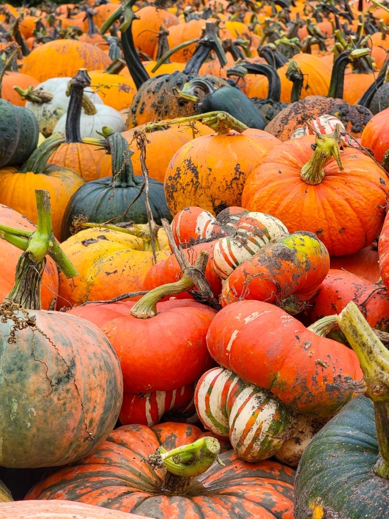 Pumpkin taken in southern Minnesota
