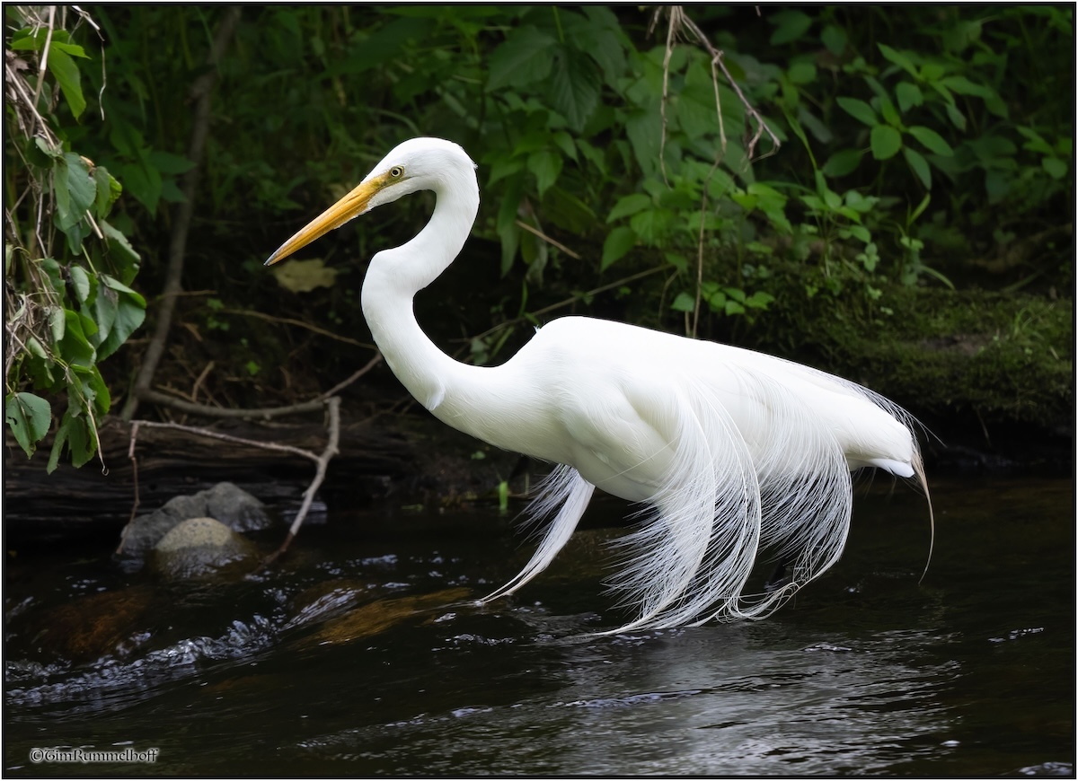 Eden Prairie bird habitats threatened by habitat fragmentation