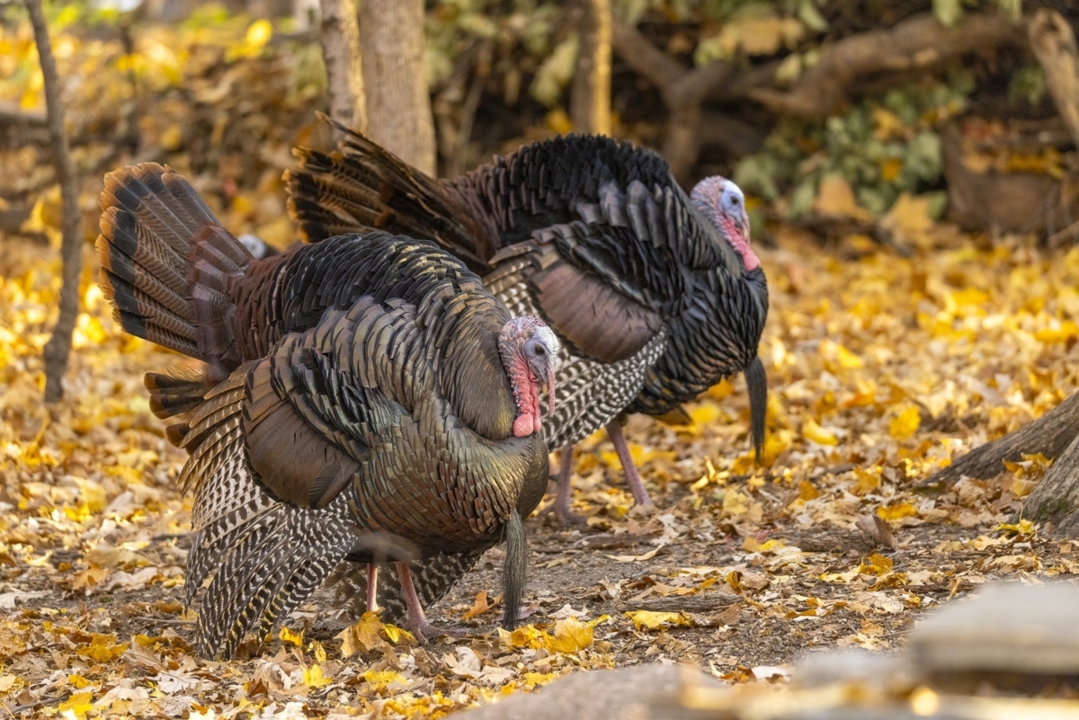 Eastern Wild Turkey tom displaying in autumn, taken in southern MN