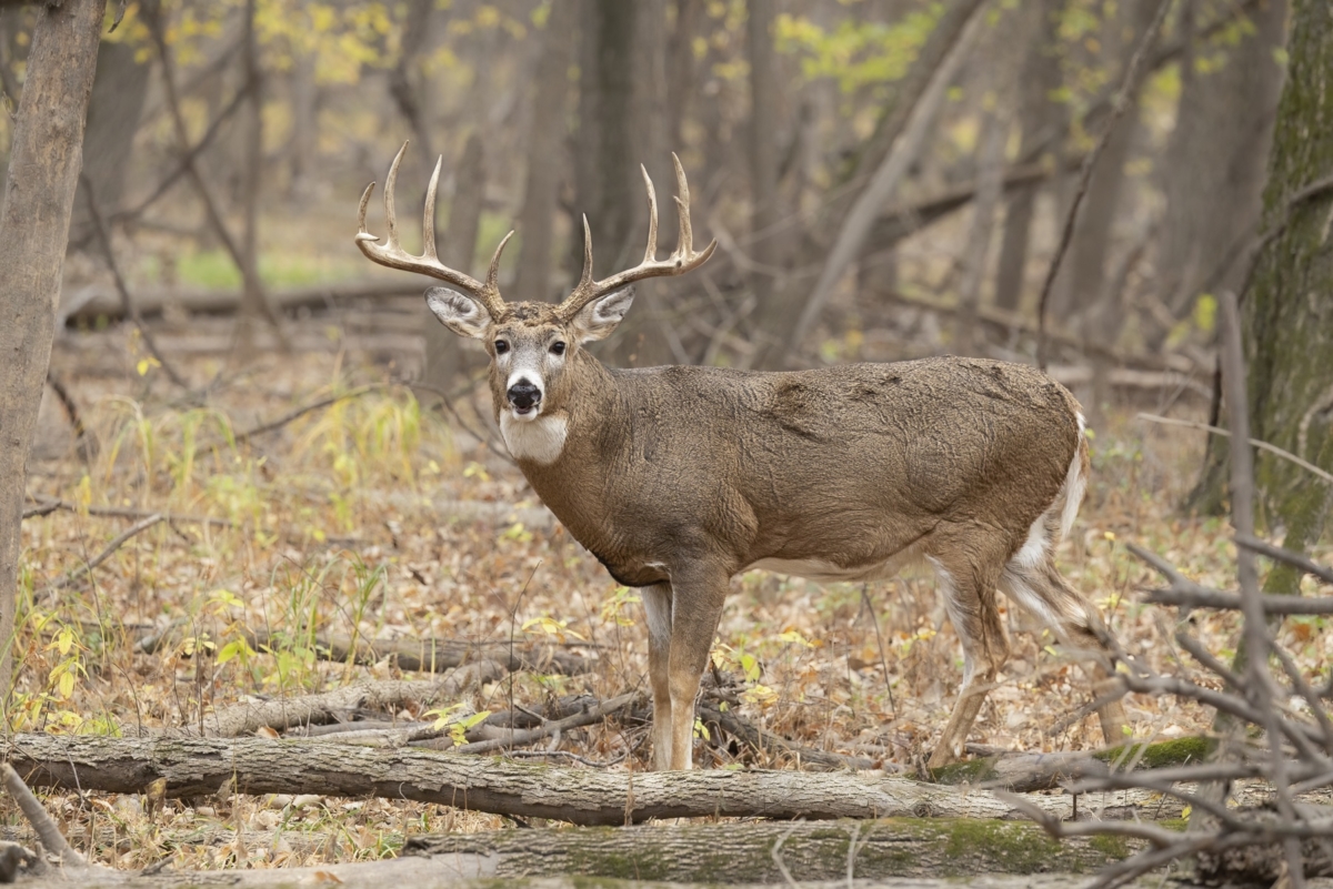 White-tailed Deer taken in southern Minnesota