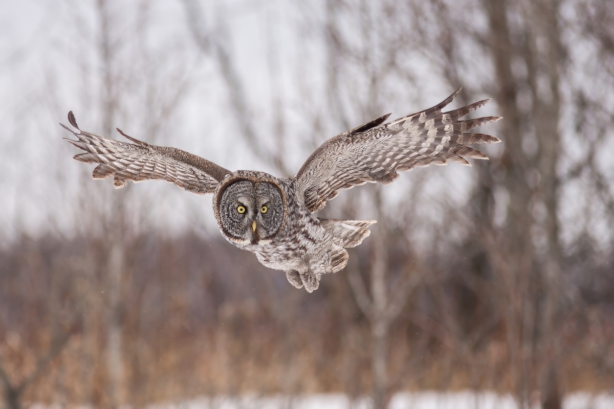 Great Gray Owl in flight takekn in northern MN