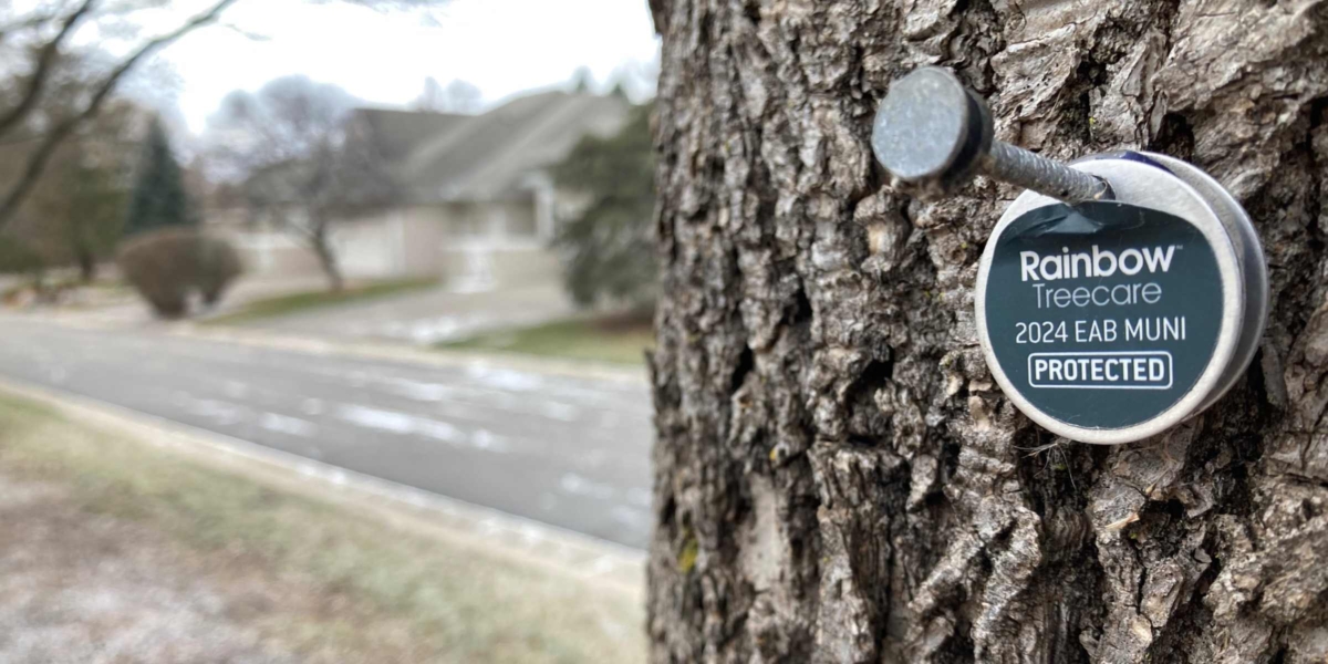 The city and property owners are working to extend the life of thousands of Eden Prairie ash trees by having them professionally treated every few years. The metal tag on this Boulder Ridge tree indicates it has been treated. Photo by Mark Weber