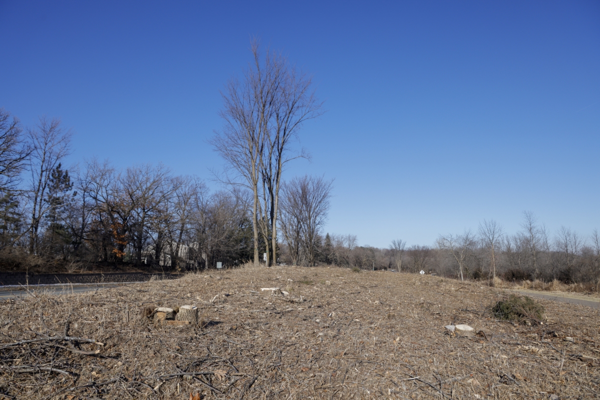 stumps of newly felled trees with other trees in background against blue sky