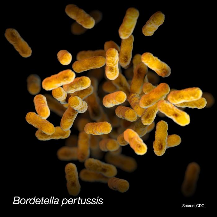 This illustration shows a 3D computer-generated image of aerobic, Gram-negative Bordetella pertussis bacteria. The artistic recreation is based on scanning electron microscope imagery. Source: CDC/Sarah Bailey Cutchin