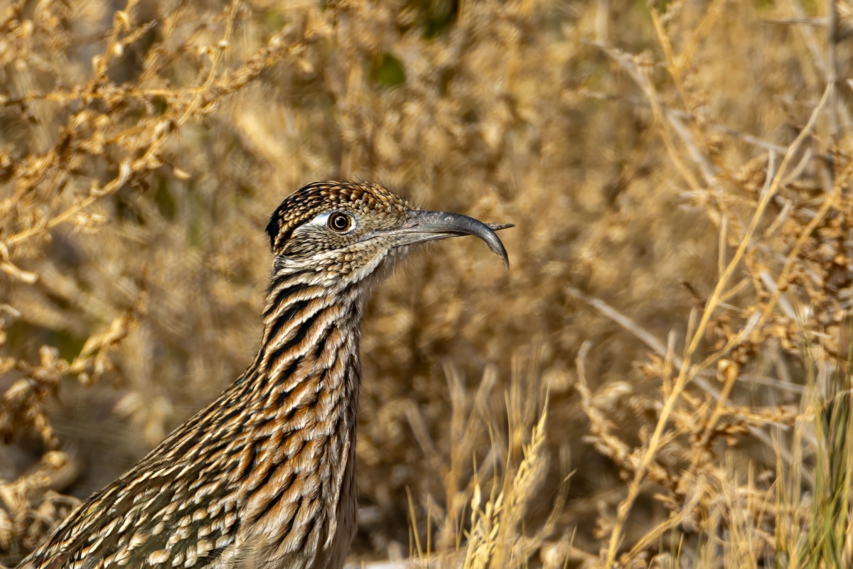 Greater-Roadrunner wtih AKD