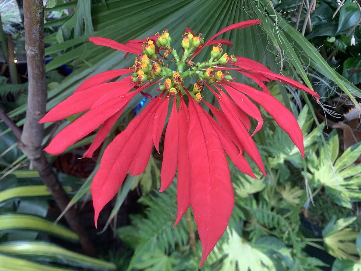 A wild poinsettia flourishes in the Meyer-Deats Conservatory at the Minnesota Landscape Arboretum.