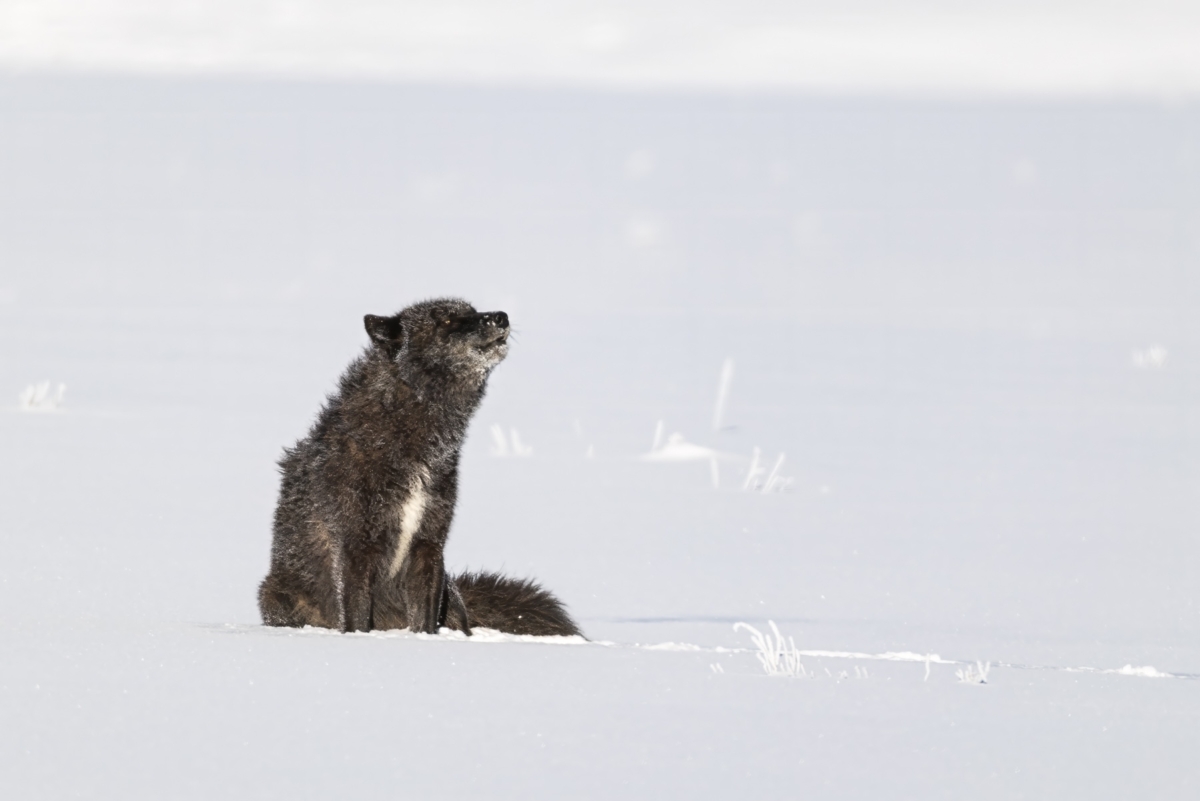In Yellowstone’s winter wilderness, Stan Tekiela tracks elusive wolves, navigating deep snow and freezing temperatures for a rare, unforgettable encounter.