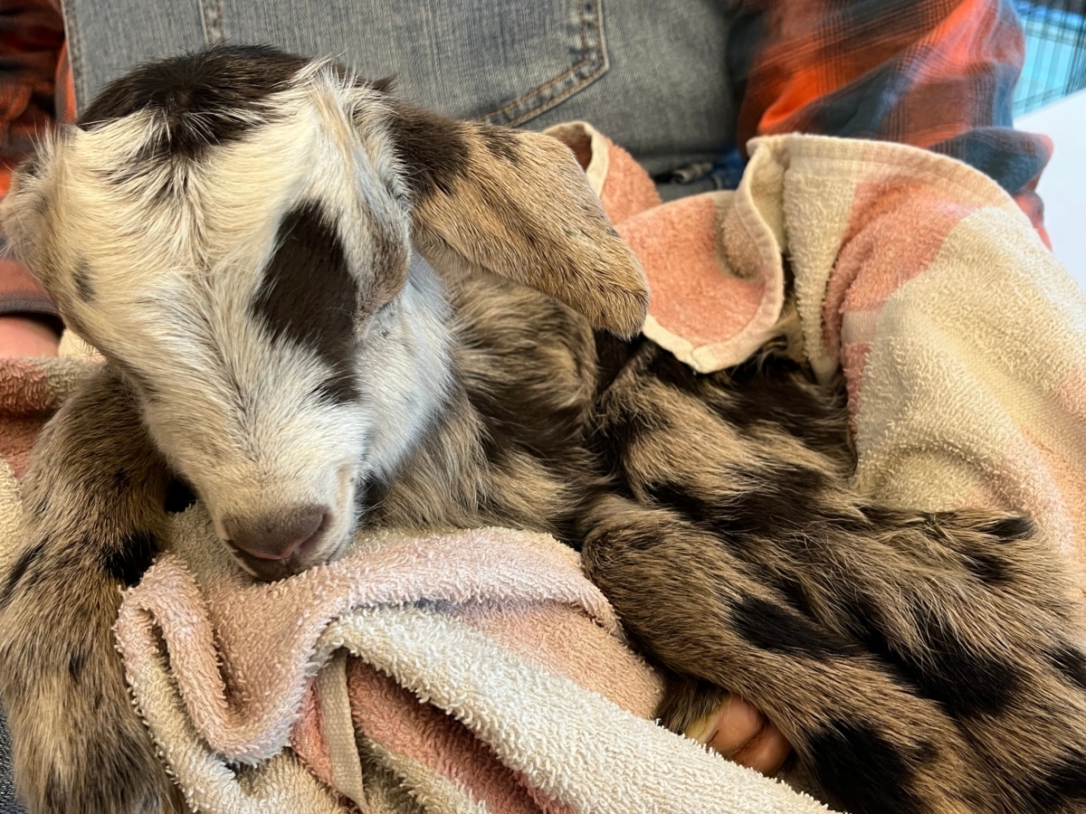 black and white spotted baby goat held in person's lap