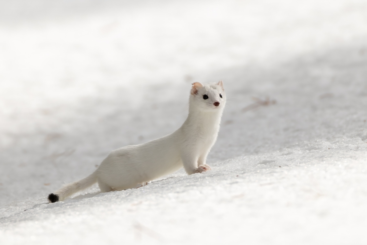 A white long-tailed weasel photographed in Yellowstone National Park. Photo by Stan Tekiela