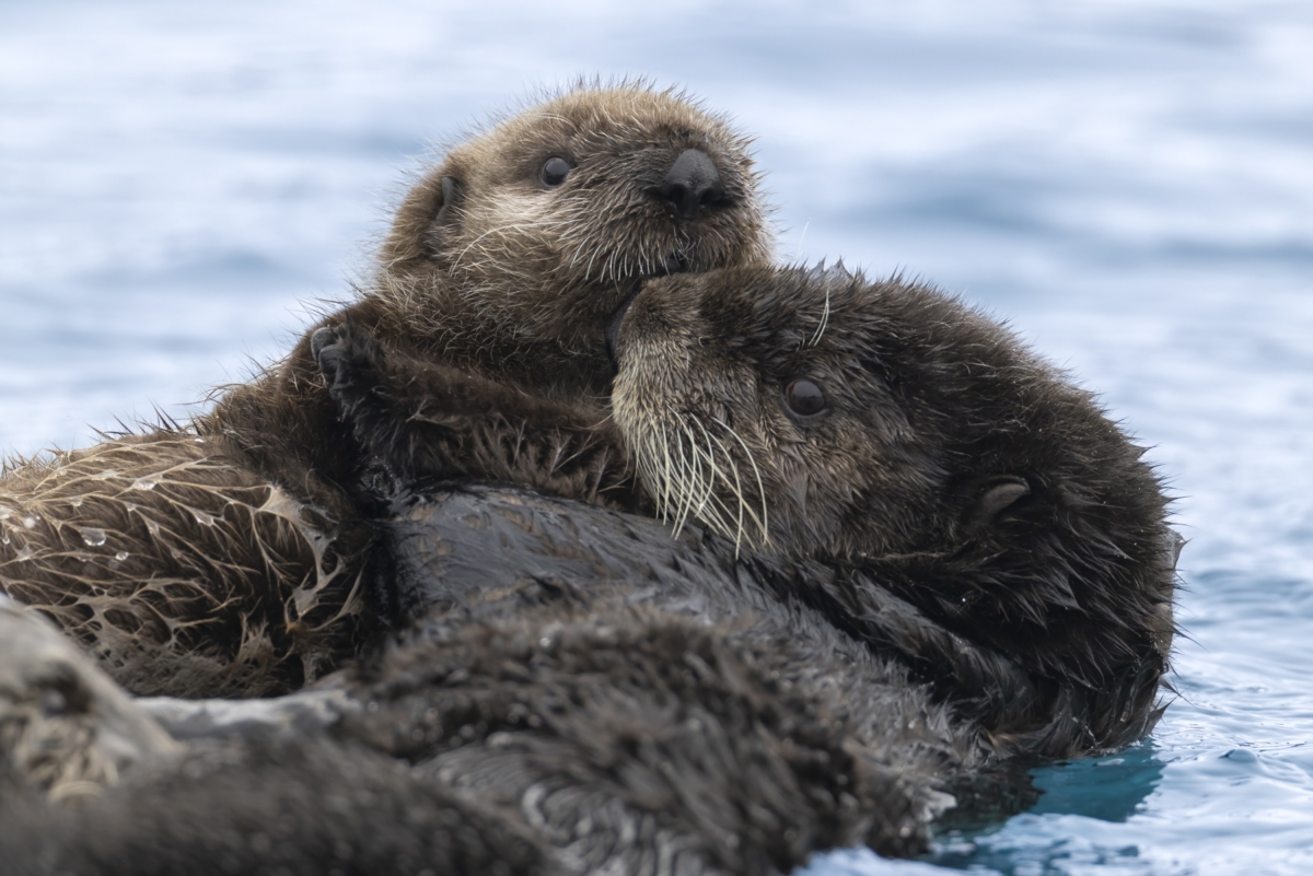 A sea otter mother floats with her pup in Homer, Alaska.