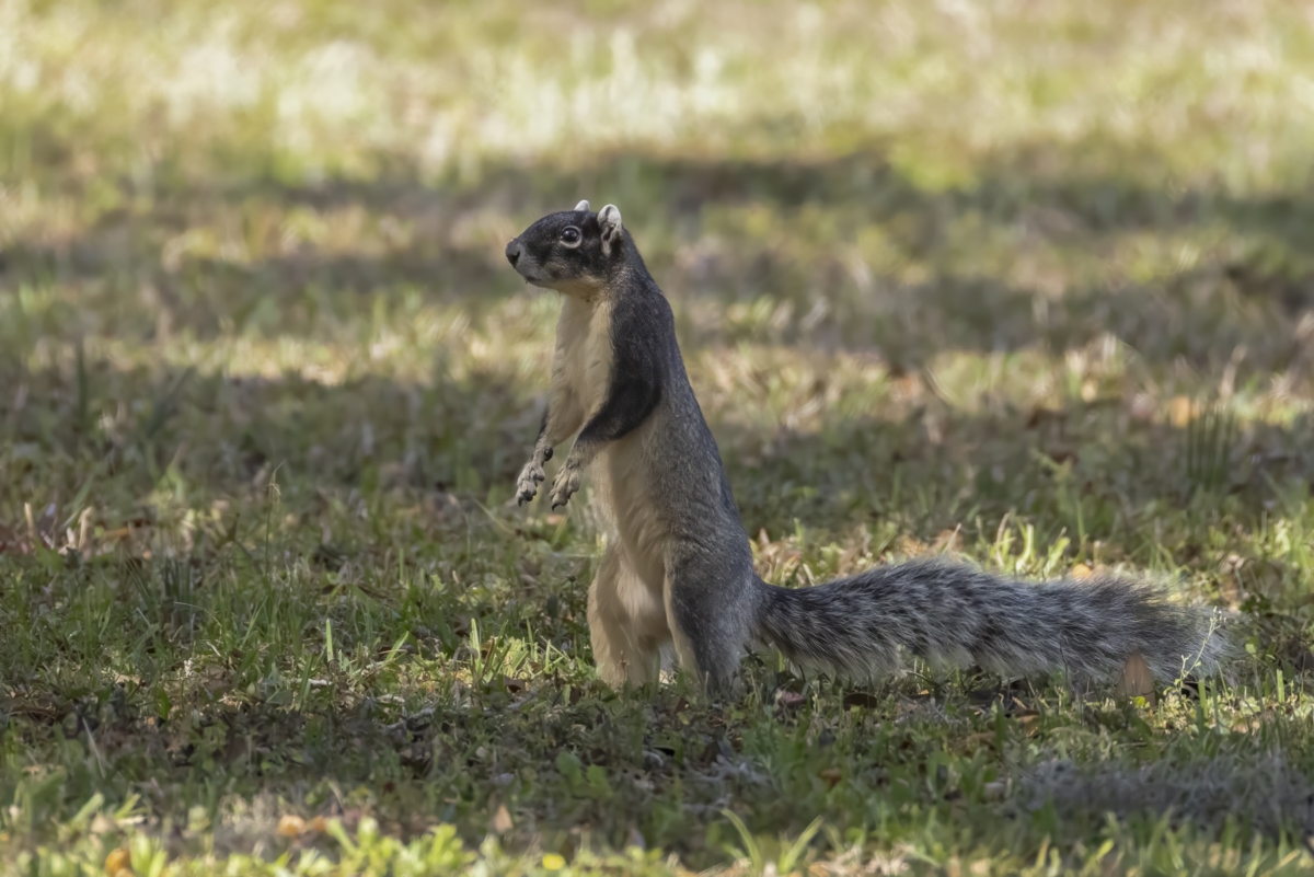 Sherman’s fox squirrel photographed in east-central Florida.