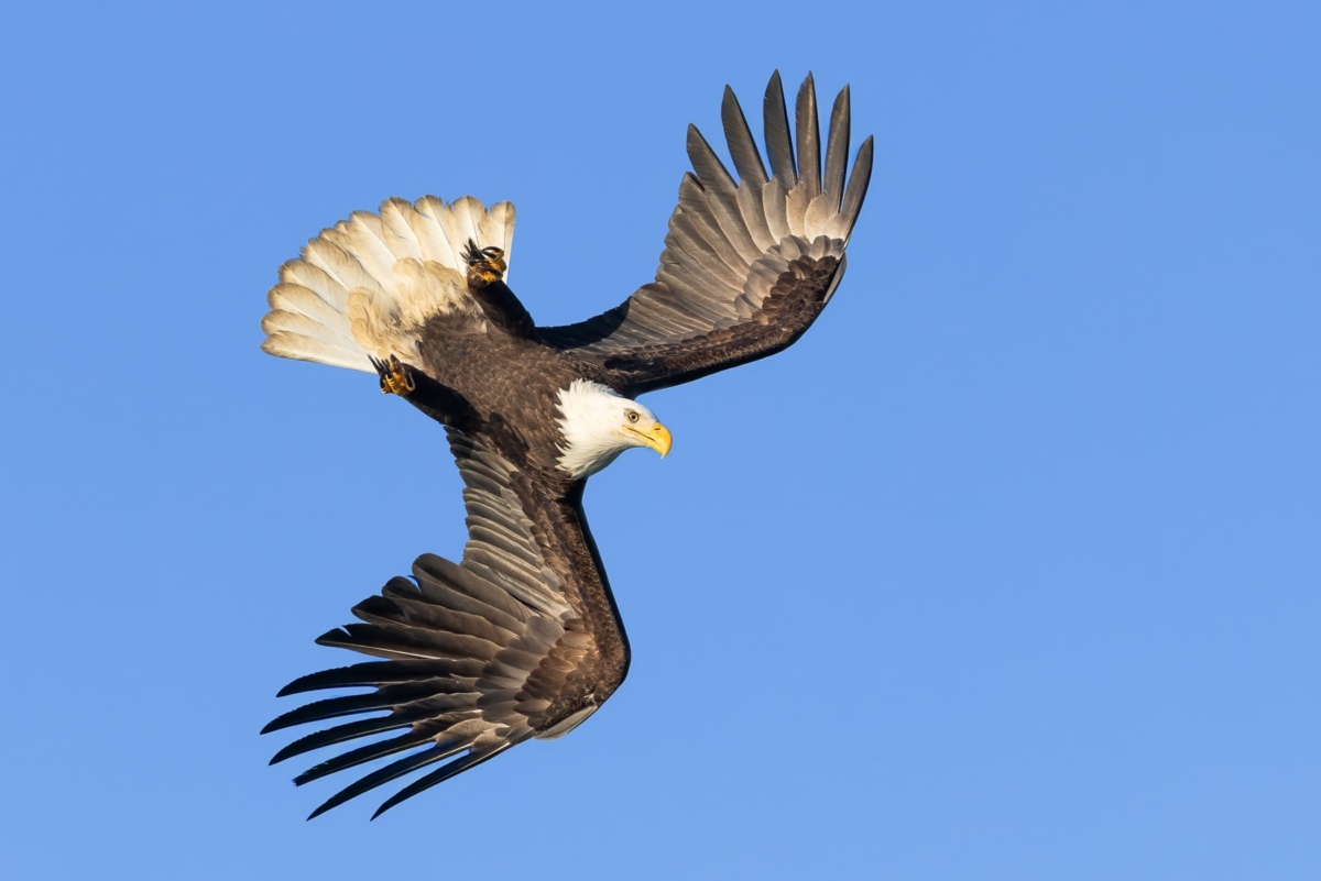 An adult bald eagle in flight, photographed in Homer, Alaska.