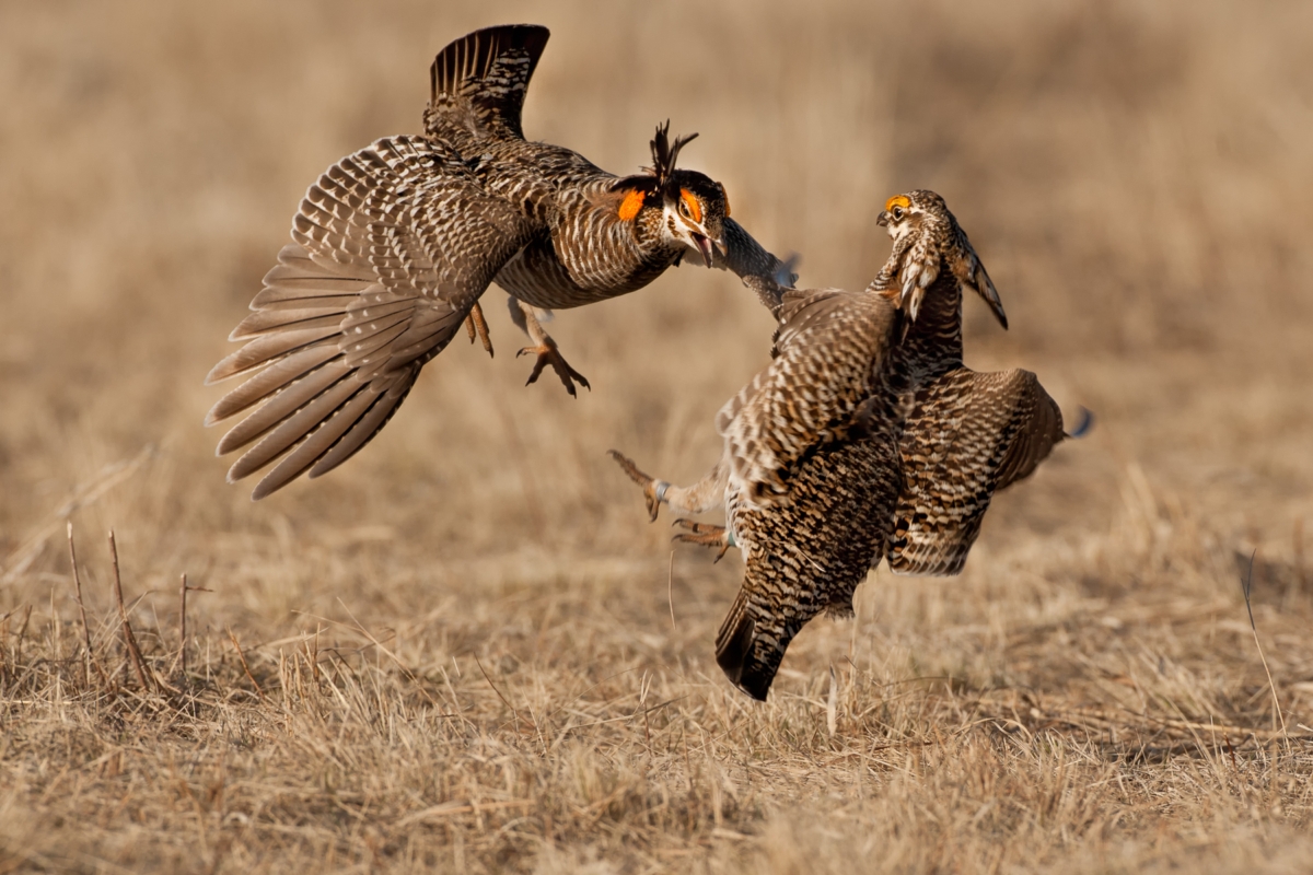 Greater prairie chicken males sparring in the wild in western Minnesota. Photo by Stan Tekiela