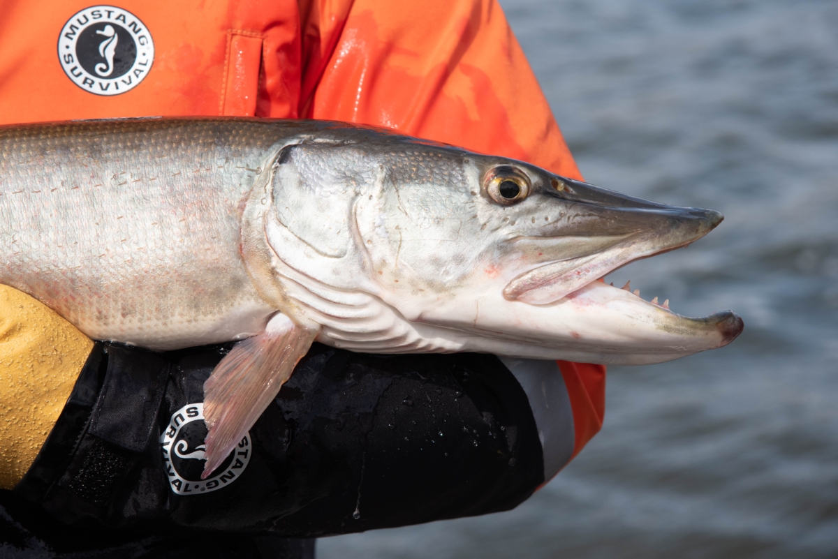 close-up of person in orange shirt holding a muskie fish in front of water