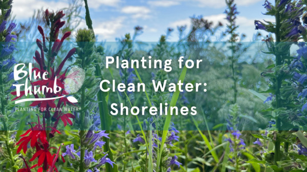 Planting for shorelines graphic