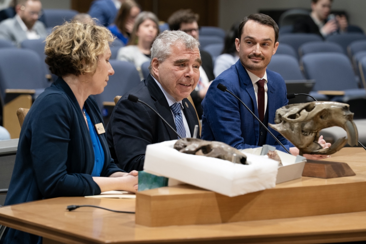 From left, Holly Menninger, executive director of the Bell Museum; state Sen. Steve Cwodzinski, DFL-Eden Prairie; and Dr. Alex Hastings, paleontology Fitzpatrick chair at the Science Museum of Minnesota, while testifying earlier in the legislative session before the State and Local Government Committee in support of the state fossil bill. Fossils of the giant beaver, Castoroides ohioensis, are displayed on the table in front of them.