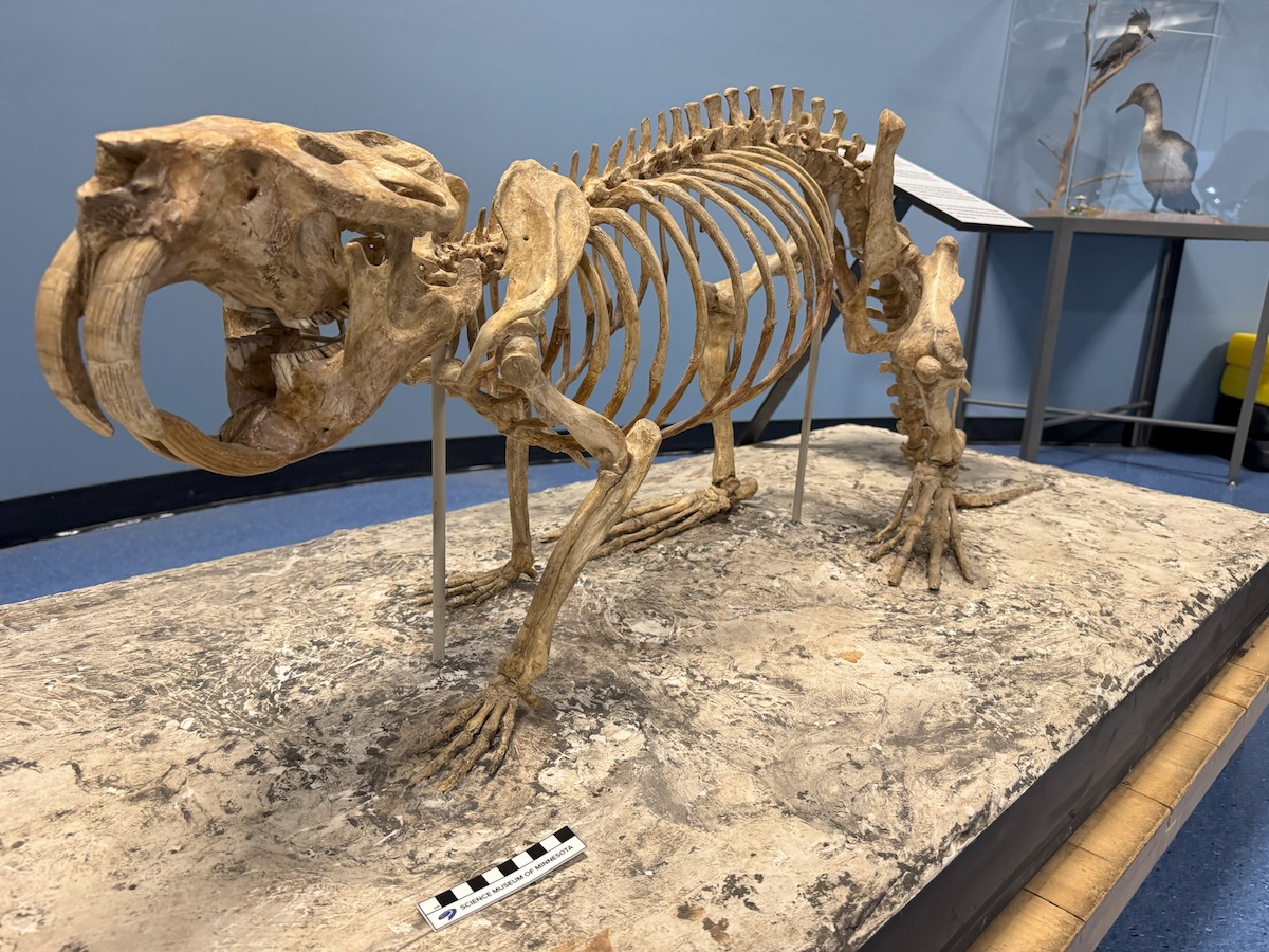 A mounted juvenile giant beaver (Castoroides ohioensis) skeleton from St. Paul is on display in the Science Museum of Minnesota.