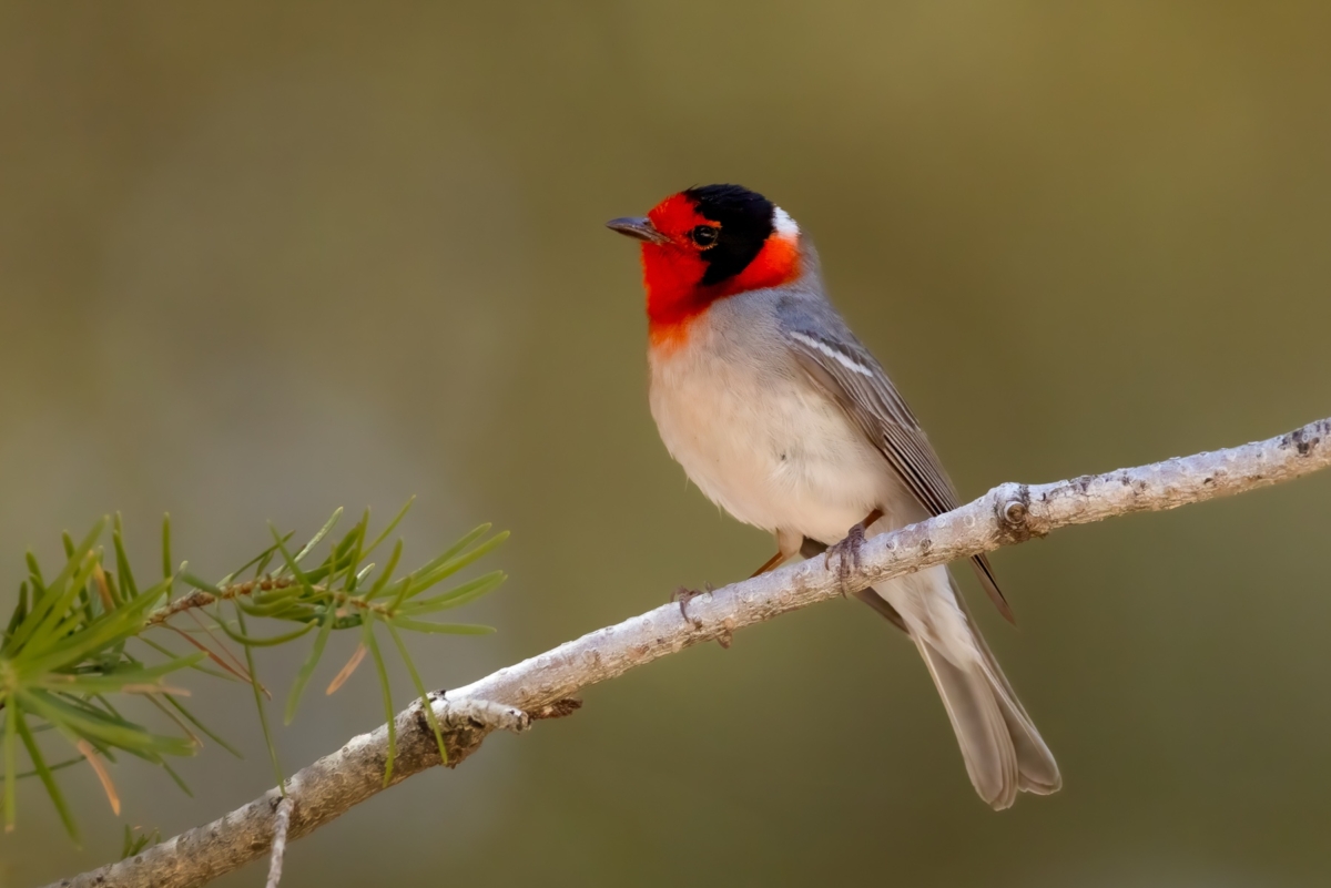 Red-faced Warbler taken in SE Arizona