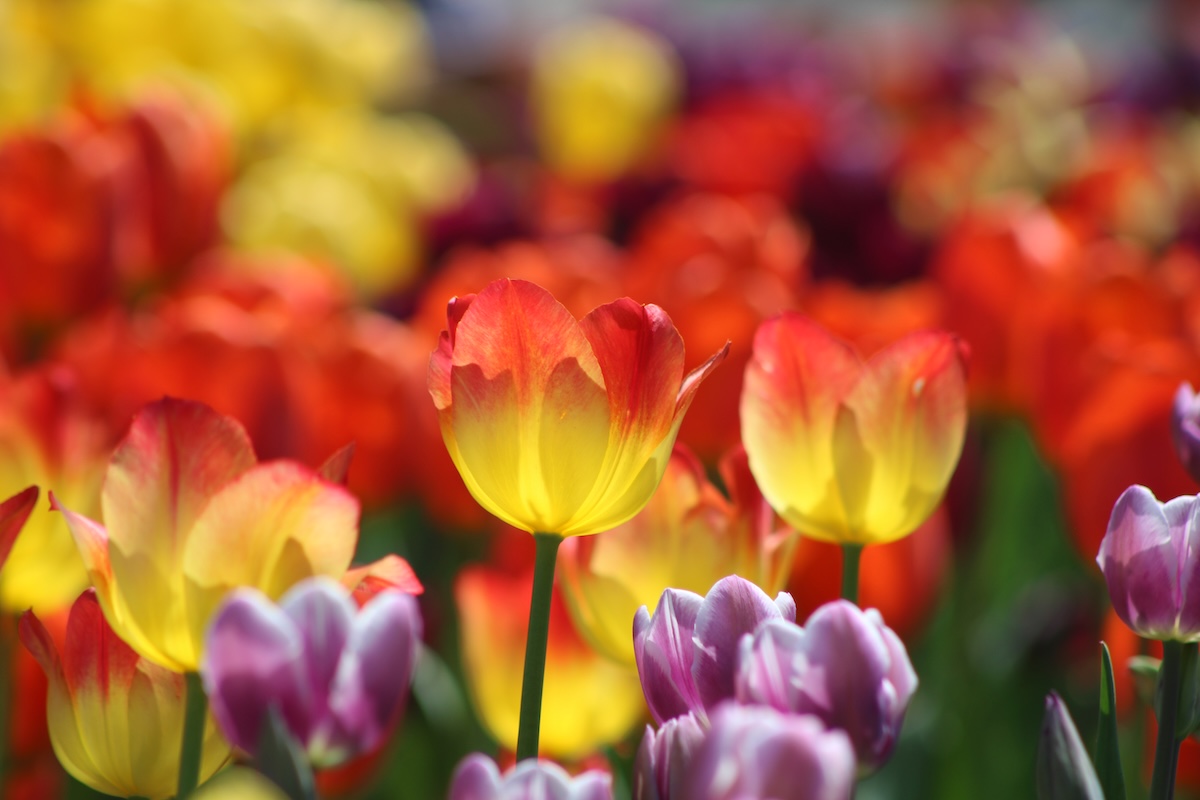 Tulips in bloom at the Minnesota Landscape Arboretum in Chaska.