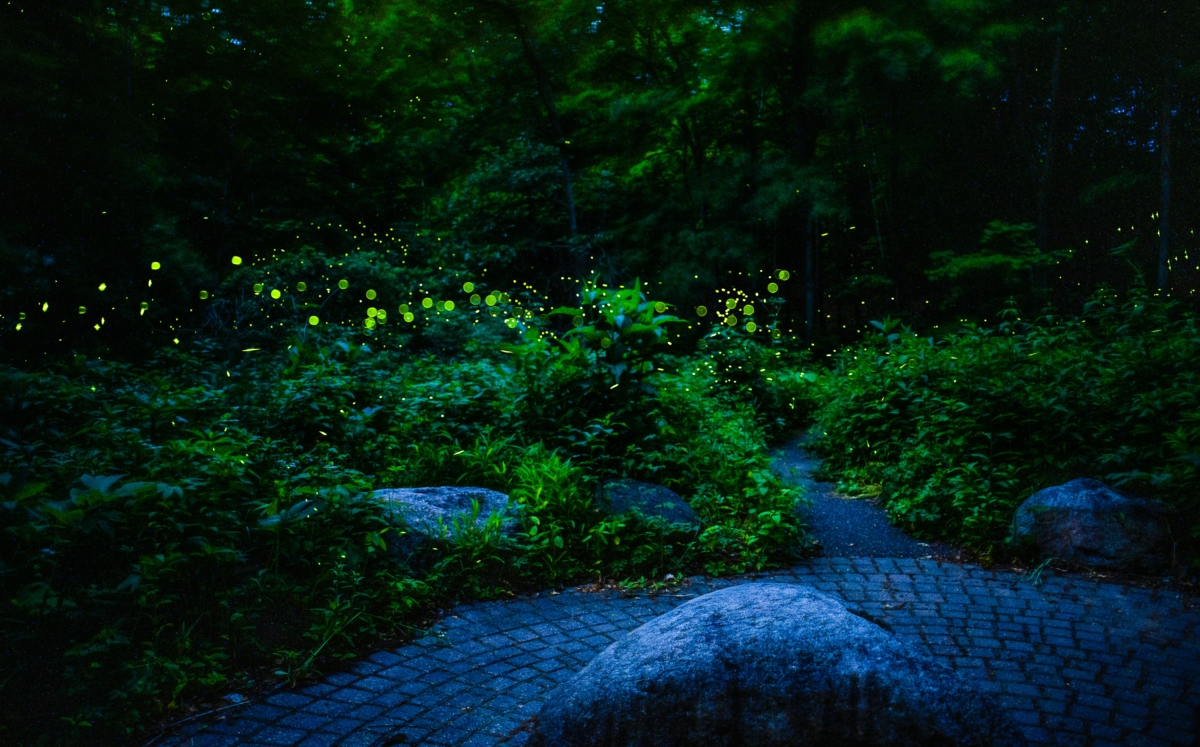 Fireflies will illuminate night sky at Arboretum event