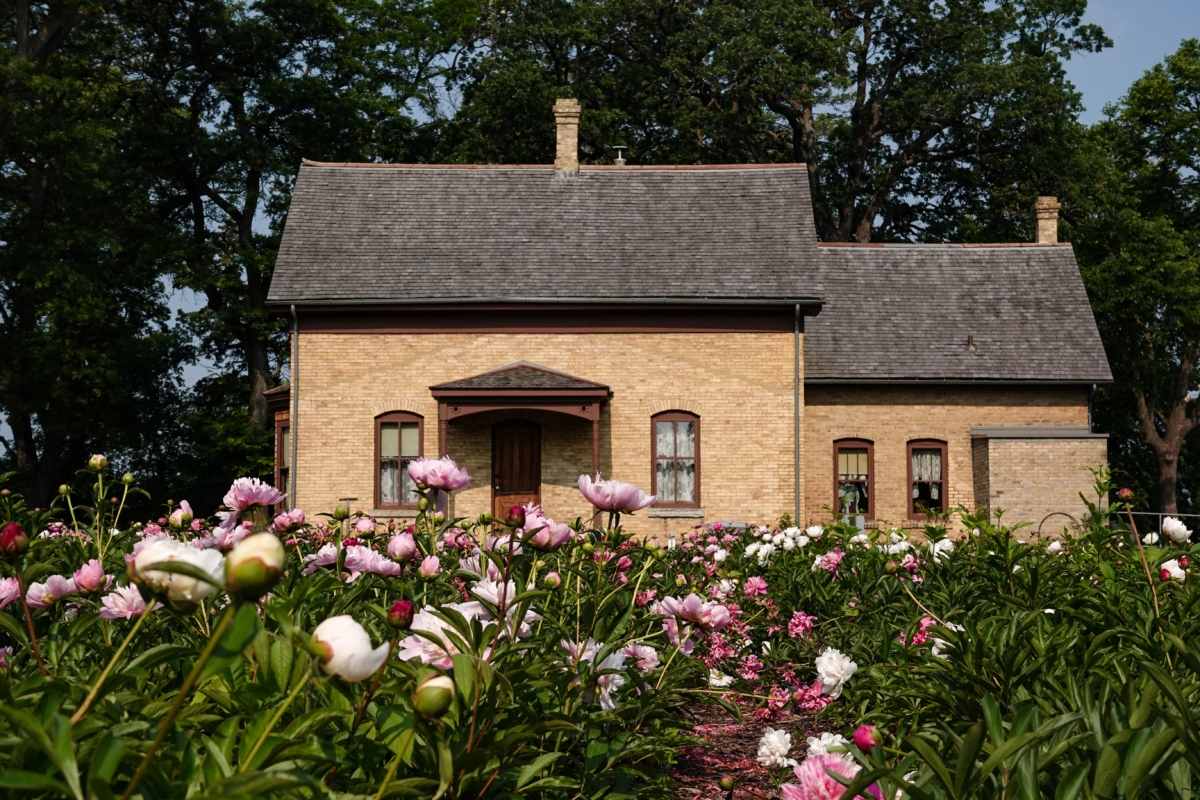 Peonies near peak bloom in the east garden of Eden Prairie’s historic Cummins-Phipps-Grill House, which dates to the late 19th century.