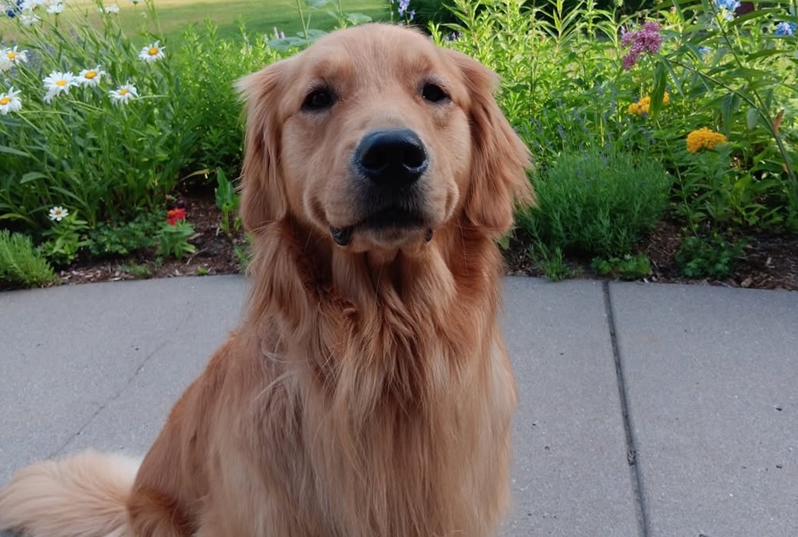 Helping Paws creates fund to honor Hortman family