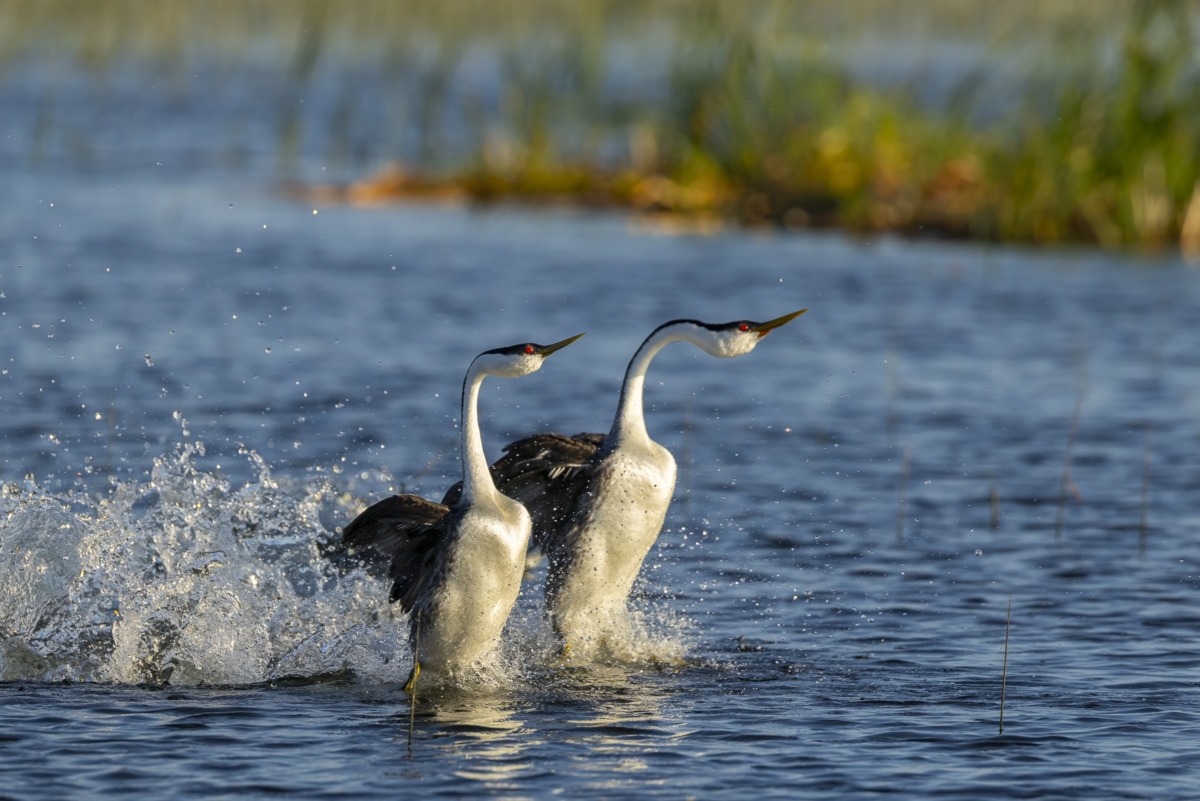 Western Grebe taken in central MN
